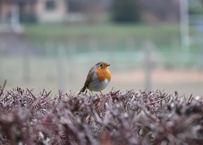 La Maison Des Copains Couette-café